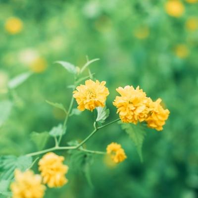 罗马争霸手游(暂未上线)v3.7.0 官方安卓版